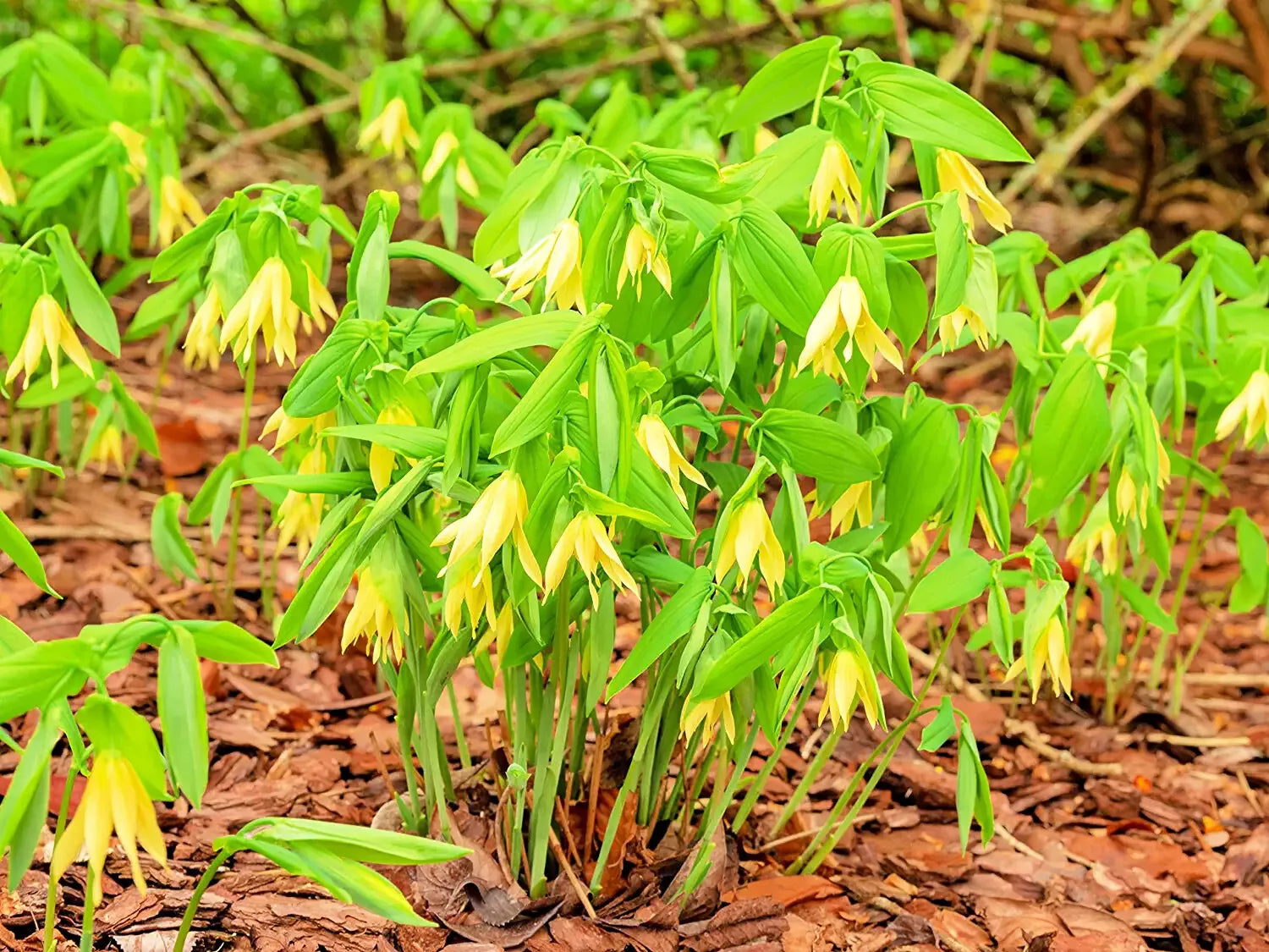 Bellwort Seeds 10 Pack - Uvularia grandiflora with Bell-Shaped Blooms for Shade Gardens