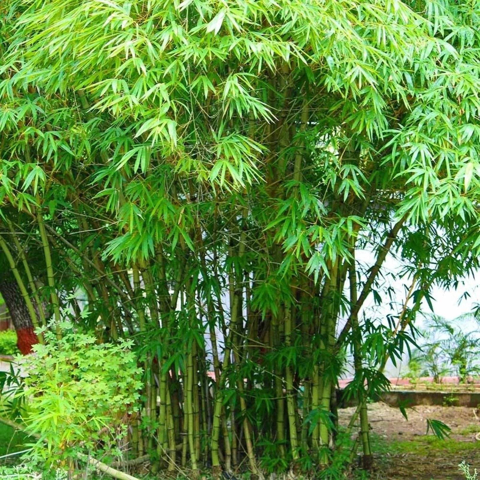 Graceful Bamboo Seeds - 100 Perennial Ornamental Grass for Privacy Screens Bambusa textilis
