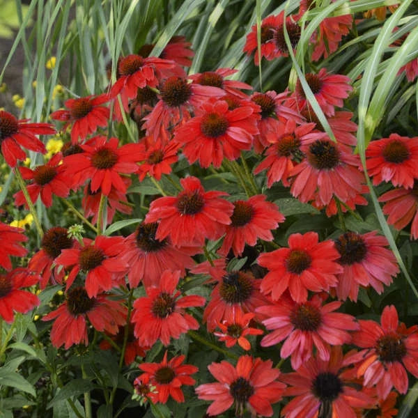 Bright Red Coneflower Seeds - Echinacea purpurea Perennial Flower Seeds for Garden, 50 Pack