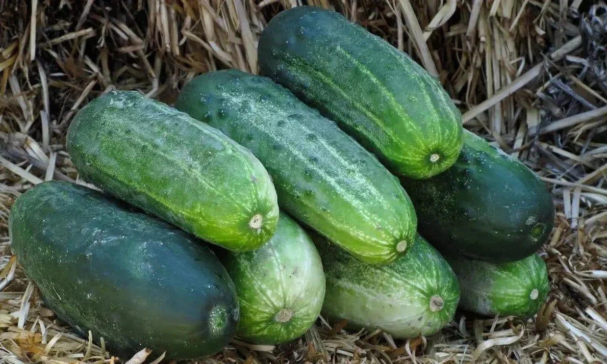 Spacemaster 80 Cucumber Seeds - Organic Heirloom Non-GMO 100+ Seeds