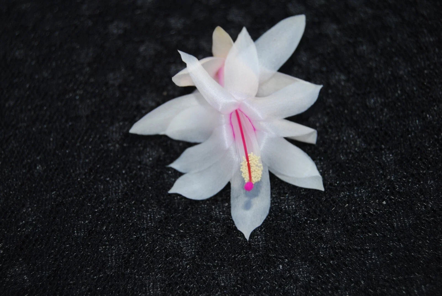 Christmas Cactus Starter Plant - Snow Fire Schlumbergera Truncata, Red & White Blooms, Indoor Succulent, Holiday Gift