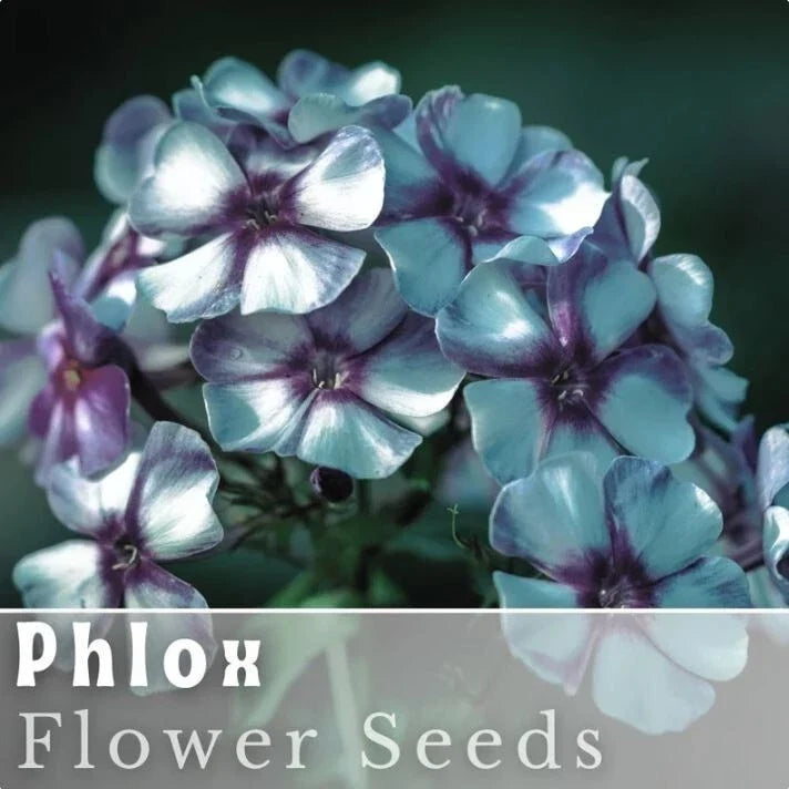 Phlox Seeds 125 Pack - Bold Stripe Annual Garden Flower Seeds - Phlox drummondii