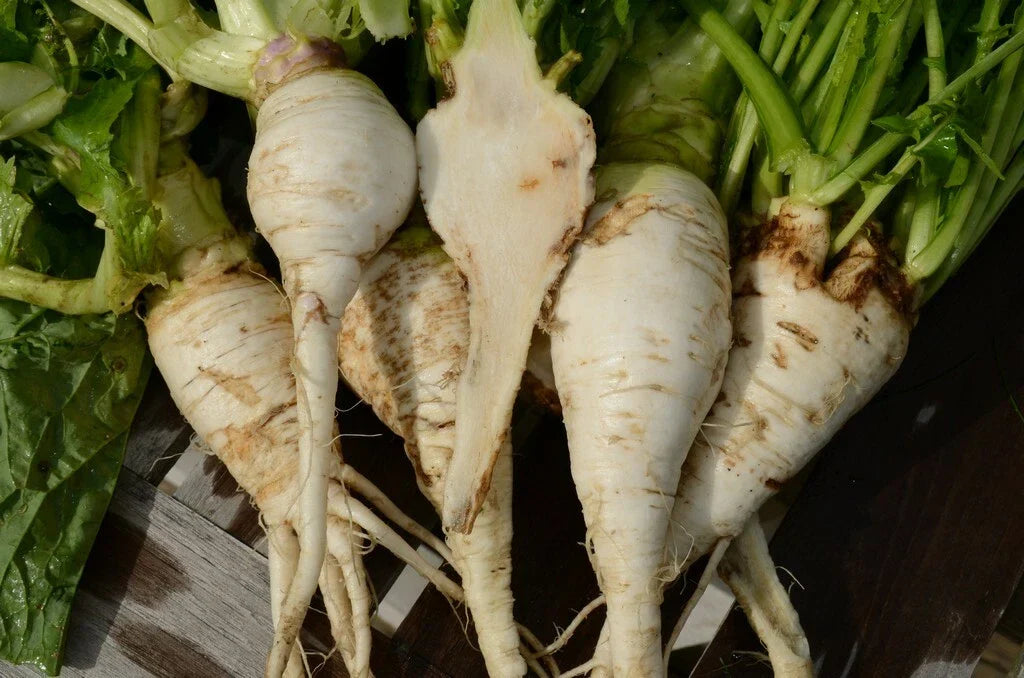 Shogoin Turnip Seeds - Japanese Salad Variety - Non-GMO Brassica rapa