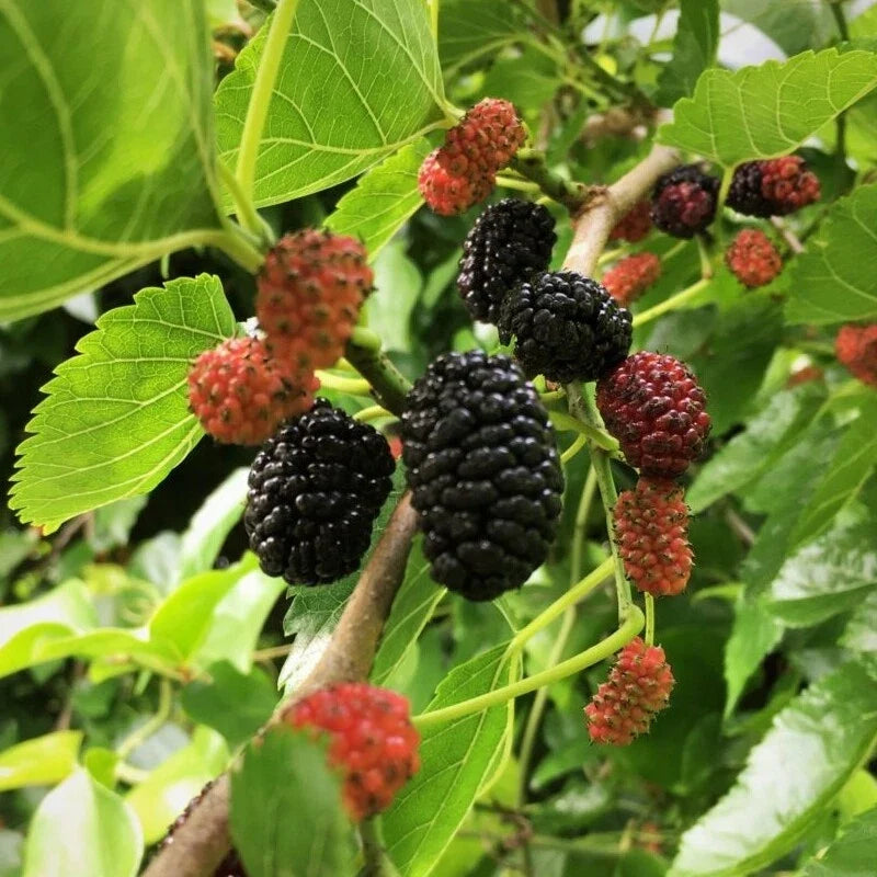 Live Mulberry Tree Plant – Well-Rooted 1-4 Years Old Morus alba for Garden, Fruit, and Landscape