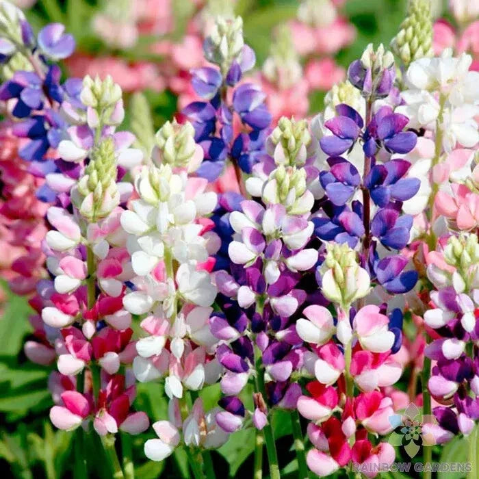 Lupine Seeds Pack - Avalune Mix, Perennial Flower Seeds for Garden, Lupinus polyphyllus, Vibrant Color, Full Sun, USA