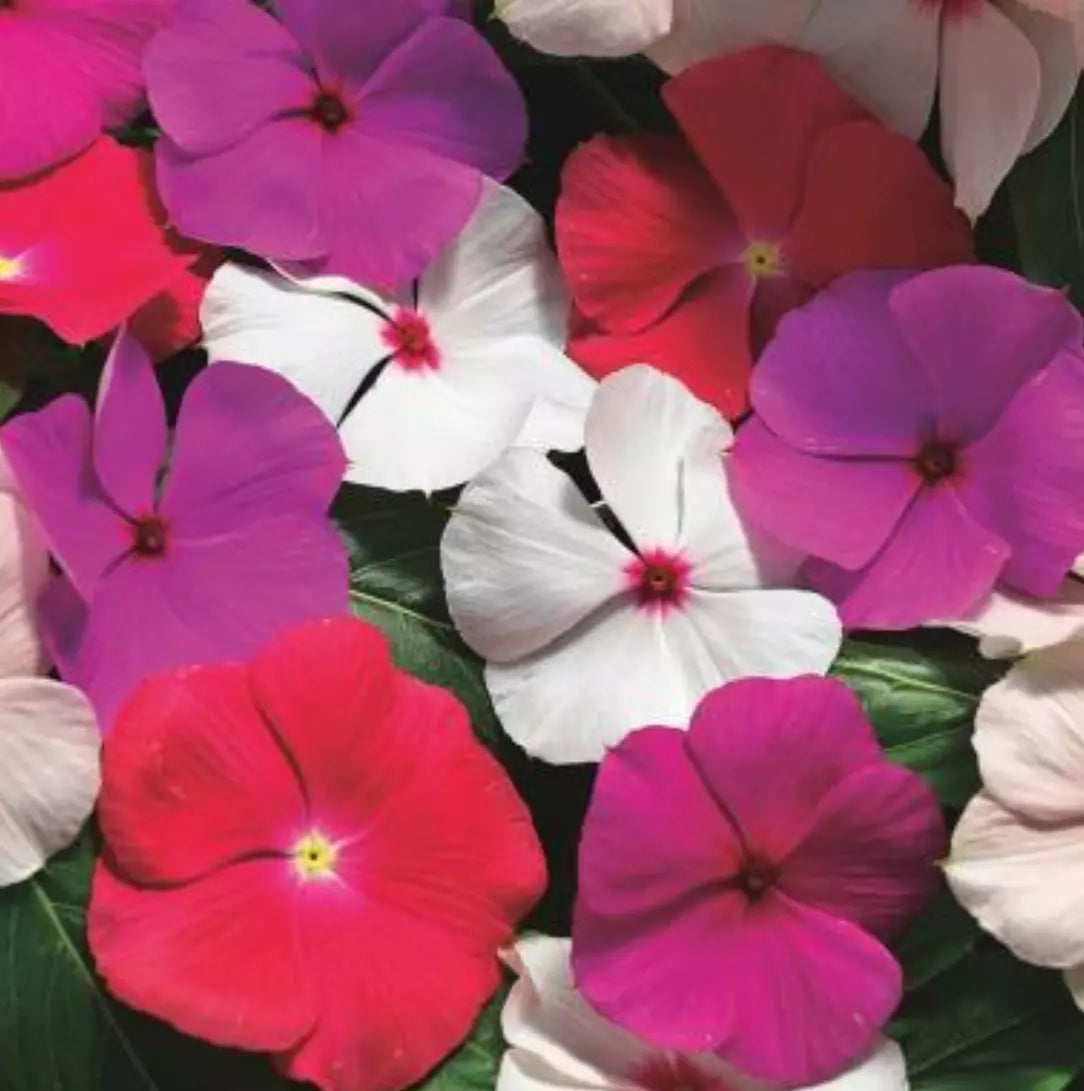 Vinca Cora Cascade XDR Mix Live Plugs - 10 Heat & Drought Tolerant Trailing Annual Plants
