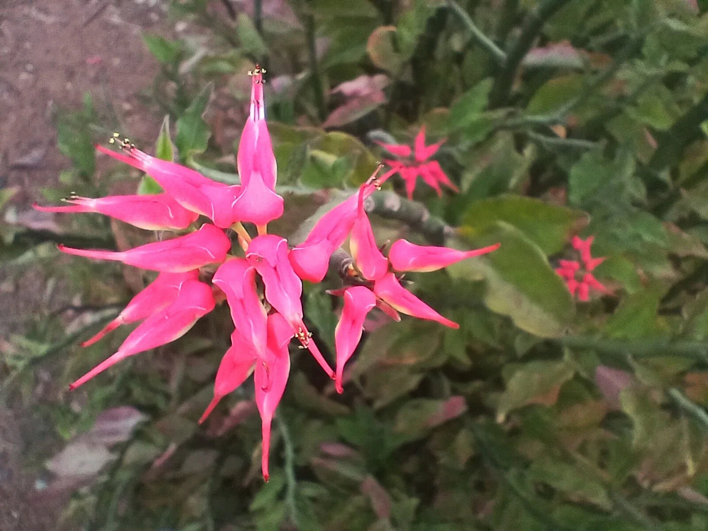 Fresh Cuttings of Devil's Backbone Succulent with Pink Slipper Flowers, Euphorbia tithymaloides, 4x12" Zigzag Plant