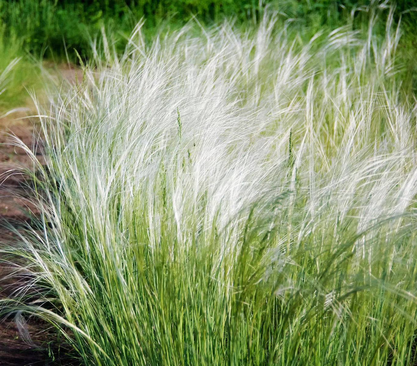 Mexican Feather Grass Seeds - 153 Count - Hardy Ornamental Stipa Tenuissima for Garden Landscaping