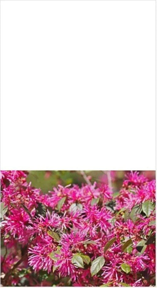 Loropetalum Shrub 3-Gallon Plum Delight Live Plant, Flowering Loropetalum chinense, Purple Foliage, Pink Flowers, Drought Tolerant