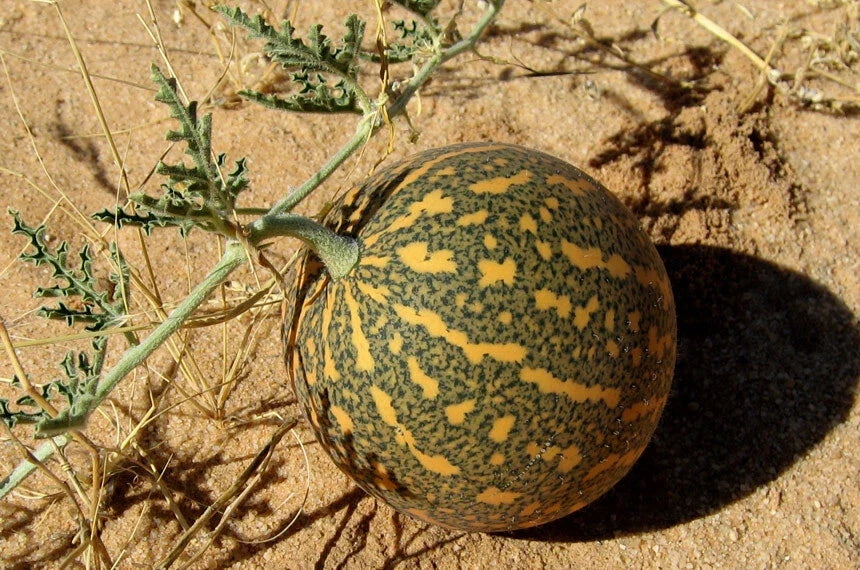 Colocynth Bitter Apple Seeds - Citrullus colocynthis - Climbing Vine for Ornamental & Wildlife Gardens - 15 Seeds