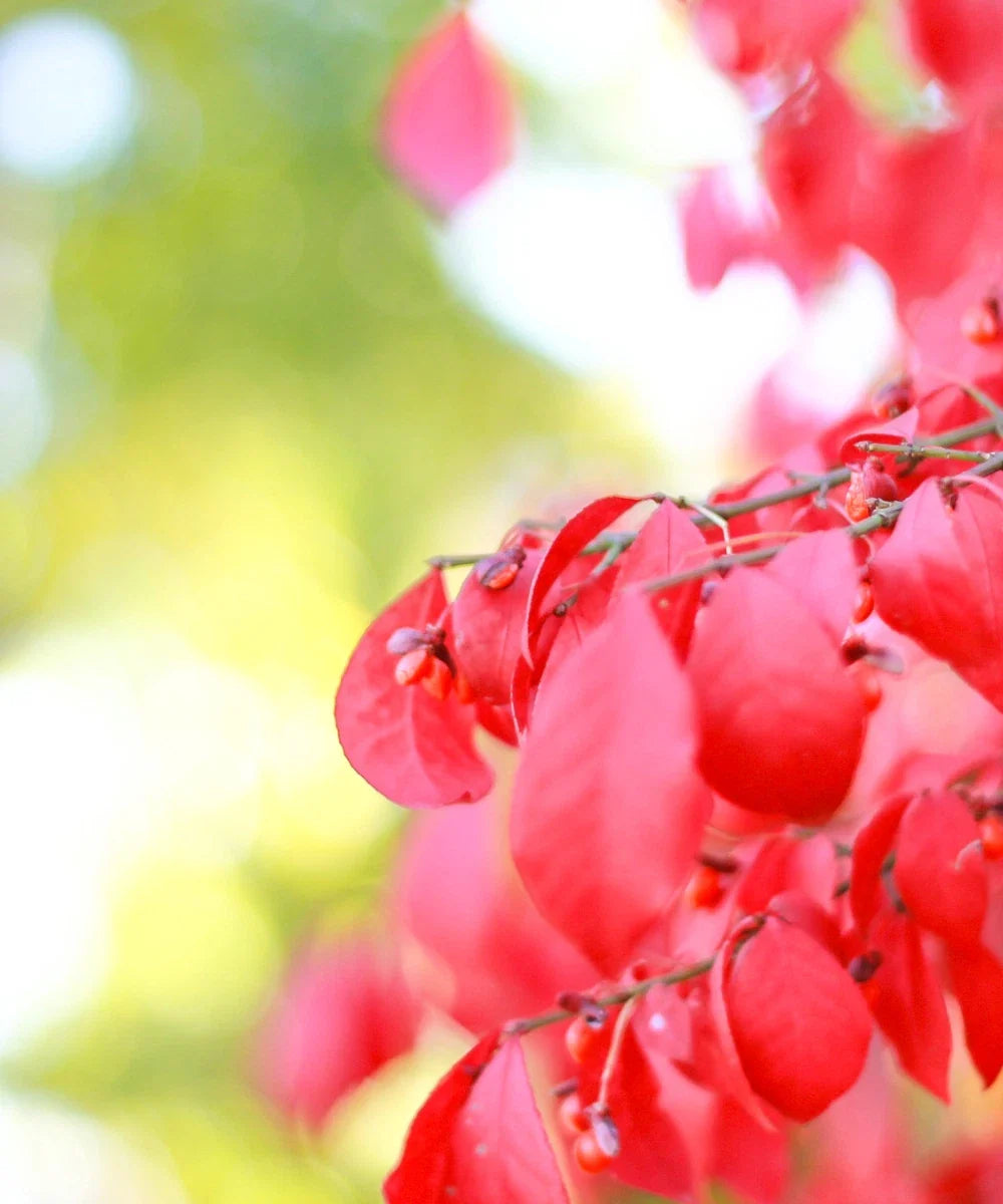 Burning Bush Live Plant - Euonymus alatus - Deer Resistant Shrub with Red Foliage - 3+ Inches