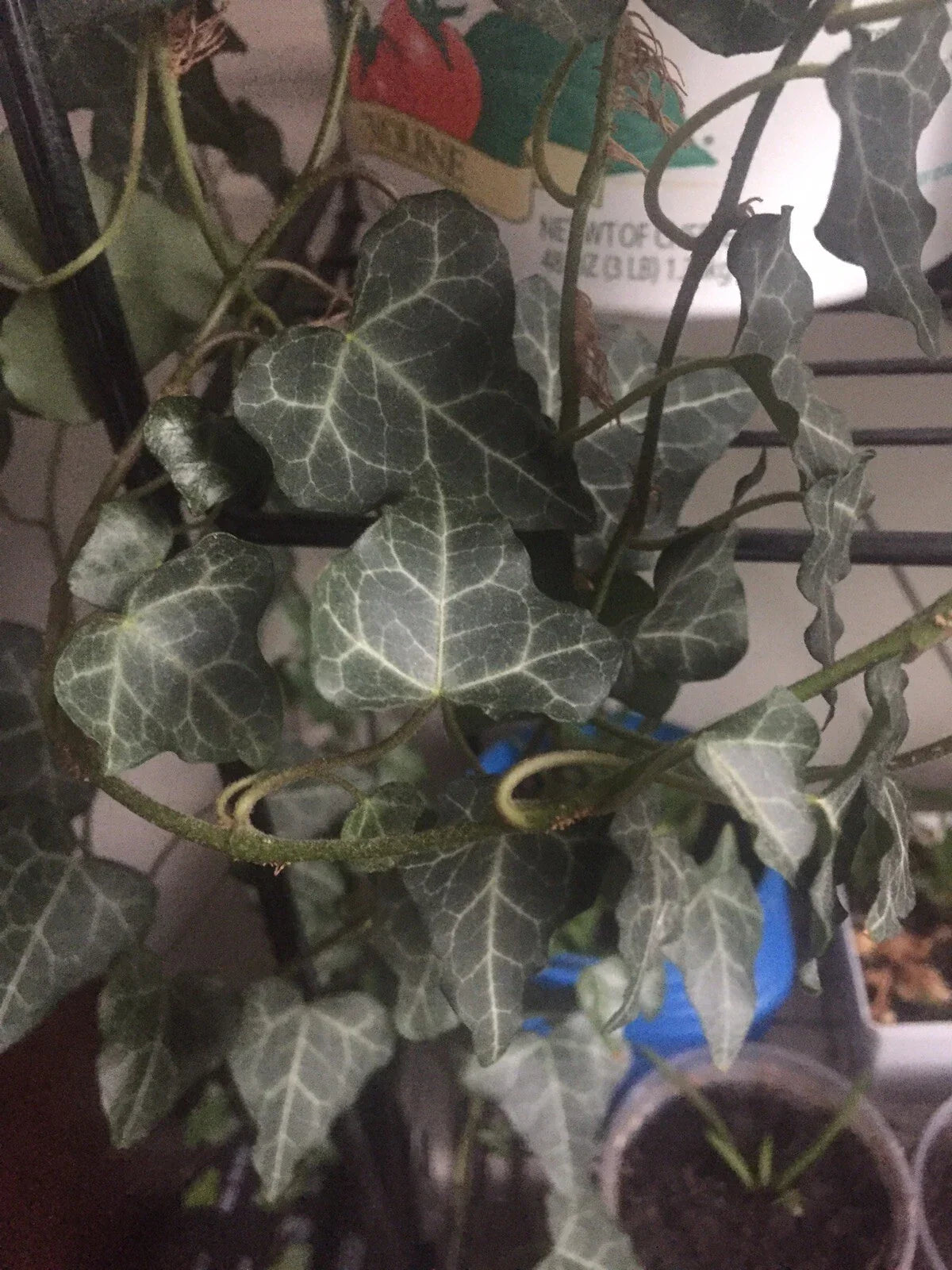 Live English Ivy Cuttings with Roots - 10 Pack Hedera helix for Indoor & Outdoor Planting