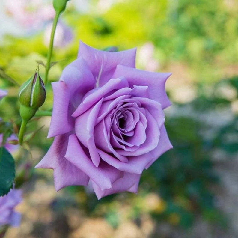 Light Purple Rose Seeds - Perennial Shrub Flower Seeds - Rosa spp. - Fragrant, Easy to Grow, Pollinator Attracting