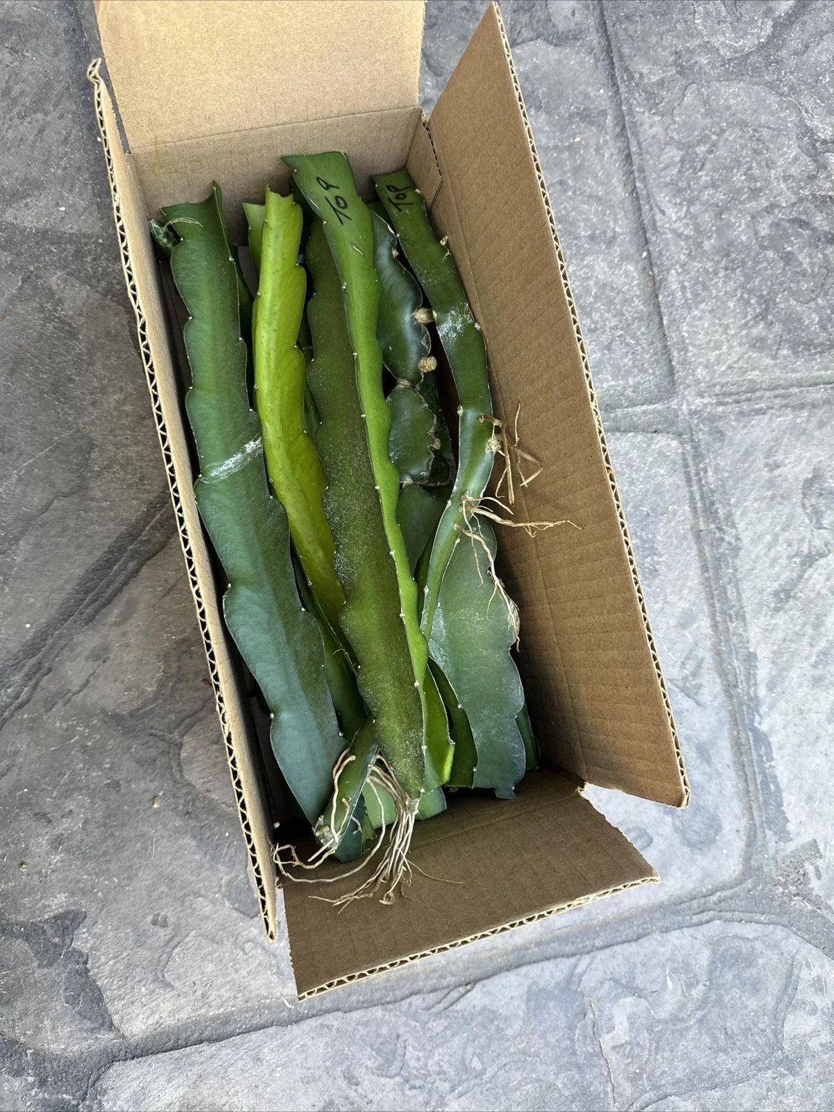 Rare Dragon Fruit Cuttings 8-12 Inches | Hylocereus Undatus | Exotic Cactus Plant for Home Gardens