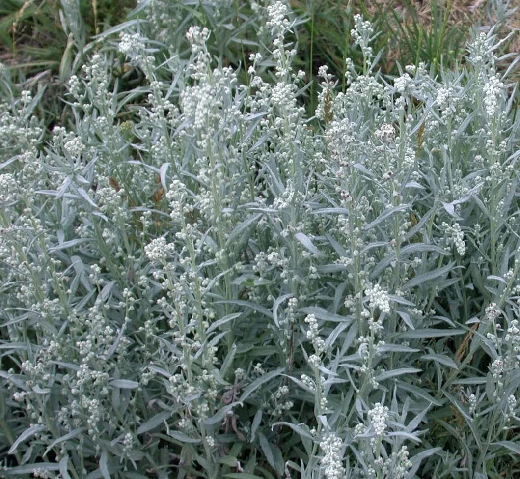 Prairie Sage Seeds - Artemisia ludoviciana - Drought-Tolerant Perennial Herb - Native Plant for Garden, Landscaping, Pollinators