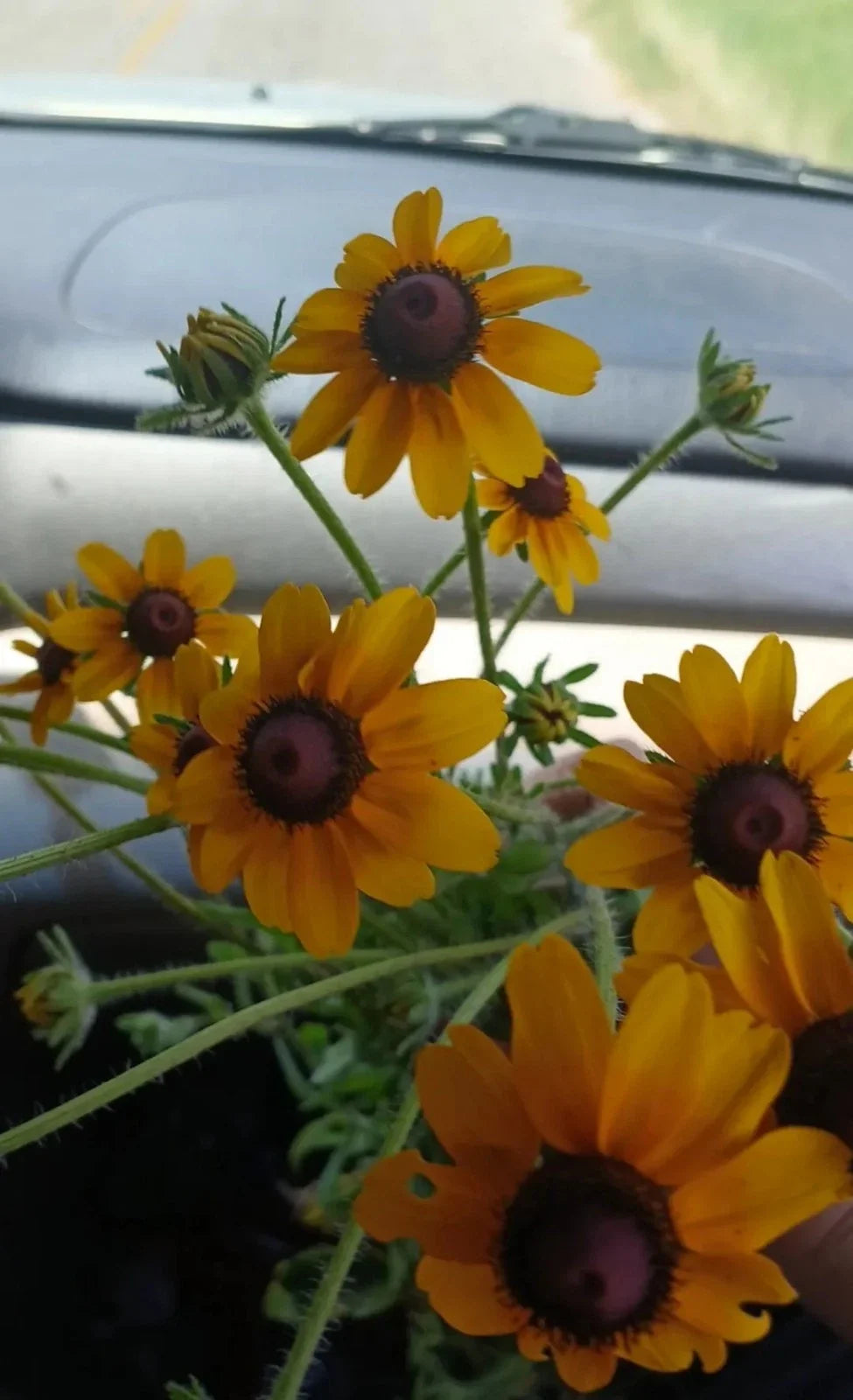 Black-Eyed Susan Rooted Cluster Native Wildflower Rudbeckia hirta Full Sun Drought-Tolerant Plant