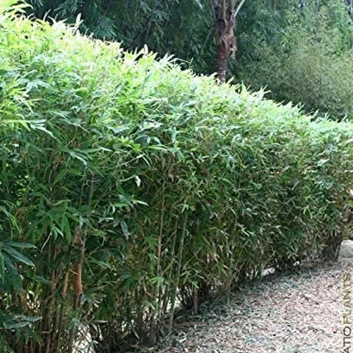 Bamboo Seeds 50 Pack for Privacy Screen Lady Finger Bambusa vulgaris Clumping Garden Plants