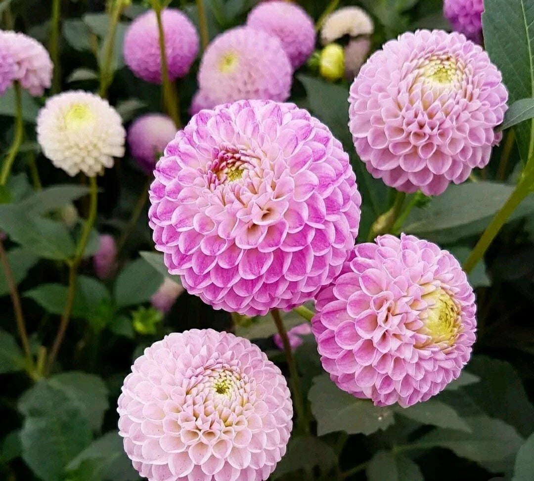 Pompon Dahlia Seeds - Pink Mix, Dahlia pinnata, Flower Seeds for Borders, Containers & Cut Flowers, Vibrant Pink Blooms