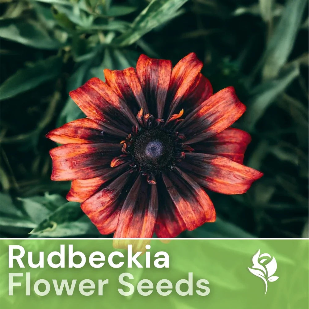 Sunset Black Rudbeckia Seeds - 125+ Annual Flower Seeds for Garden, Rudbeckia hirta, Black-eyed Susan, Bright Yellow Petals