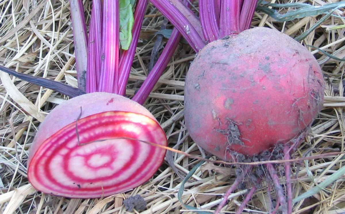 Candy Cane Beet Seeds - Heirloom Variety, 50 Seeds, Striped Red & White Beta vulgaris, Sweet Flavor