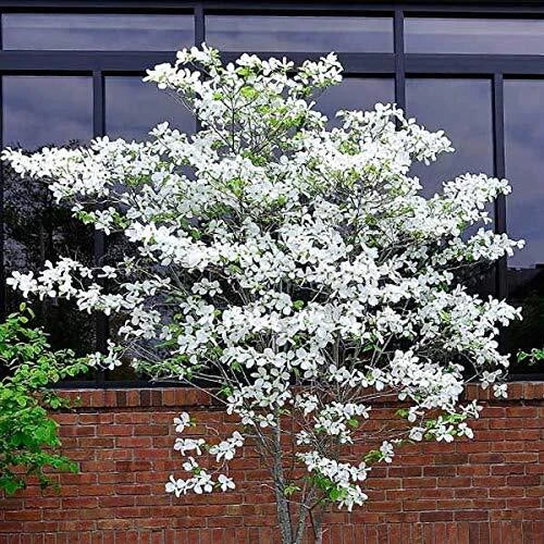 Flowering Dogwood Tree Seeds - 20 Seeds - Cornus florida - Native, Spring Blooms, Attracts Pollinators, Made in USA