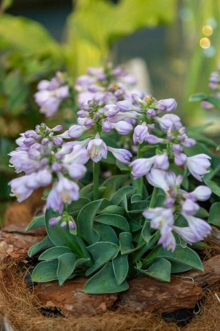 Blue Mouse Ears Hosta Live Plant - 4" Pot, Miniature Blue-Green Foliage, Shade Tolerant Perennial, Hosta sieboldiana