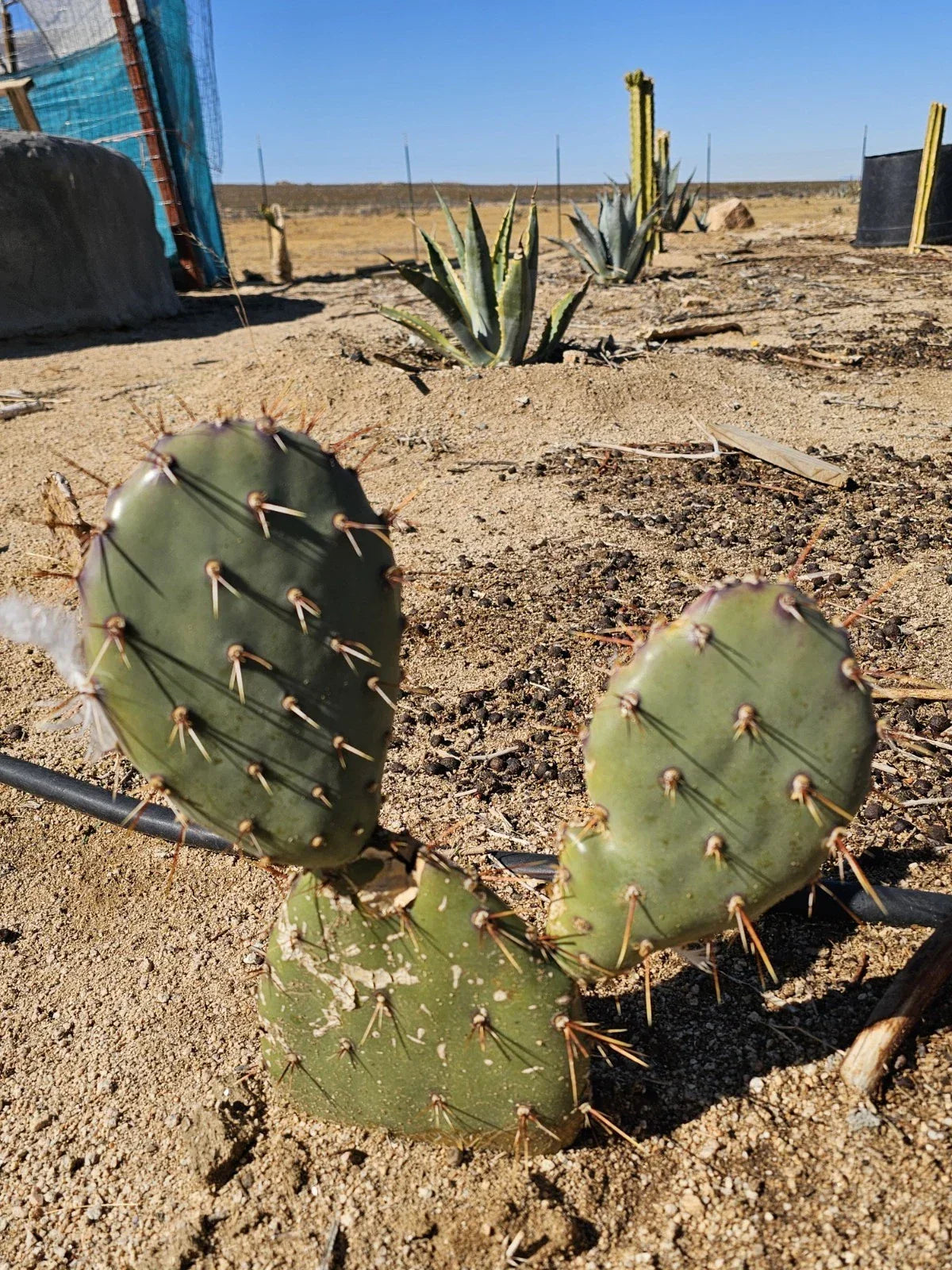 Coastal Prickly Pear Cactus - Opuntia Littoralis, Drought-Tolerant Succulent for Gardens & Containers