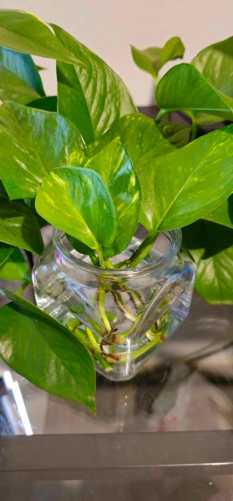 Golden Pothos Cuttings - Healthy Indoor House Plant - Epipremnum aureum - Easy Care, Trailing Vines, Air-Purifying