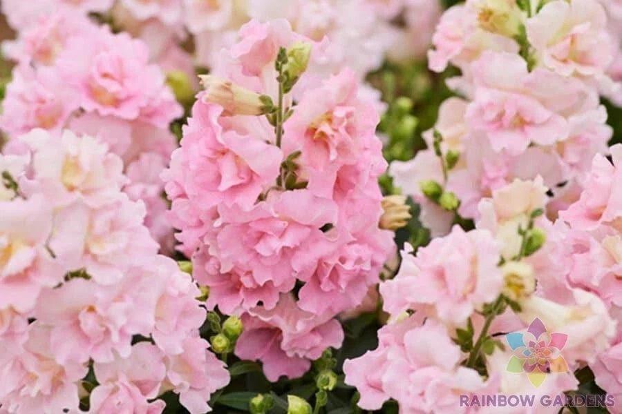 Twinny Rose Snapdragon Seeds - 1000+ Antirrhinum majus Garden Seeds for Borders & Containers