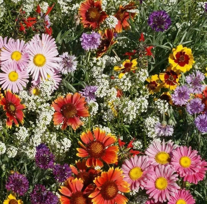 Hummingbird Butterfly Wildflower Seed Mix – 200+ Non-GMO Zinnia & Aster Seeds for Pollinator Garden