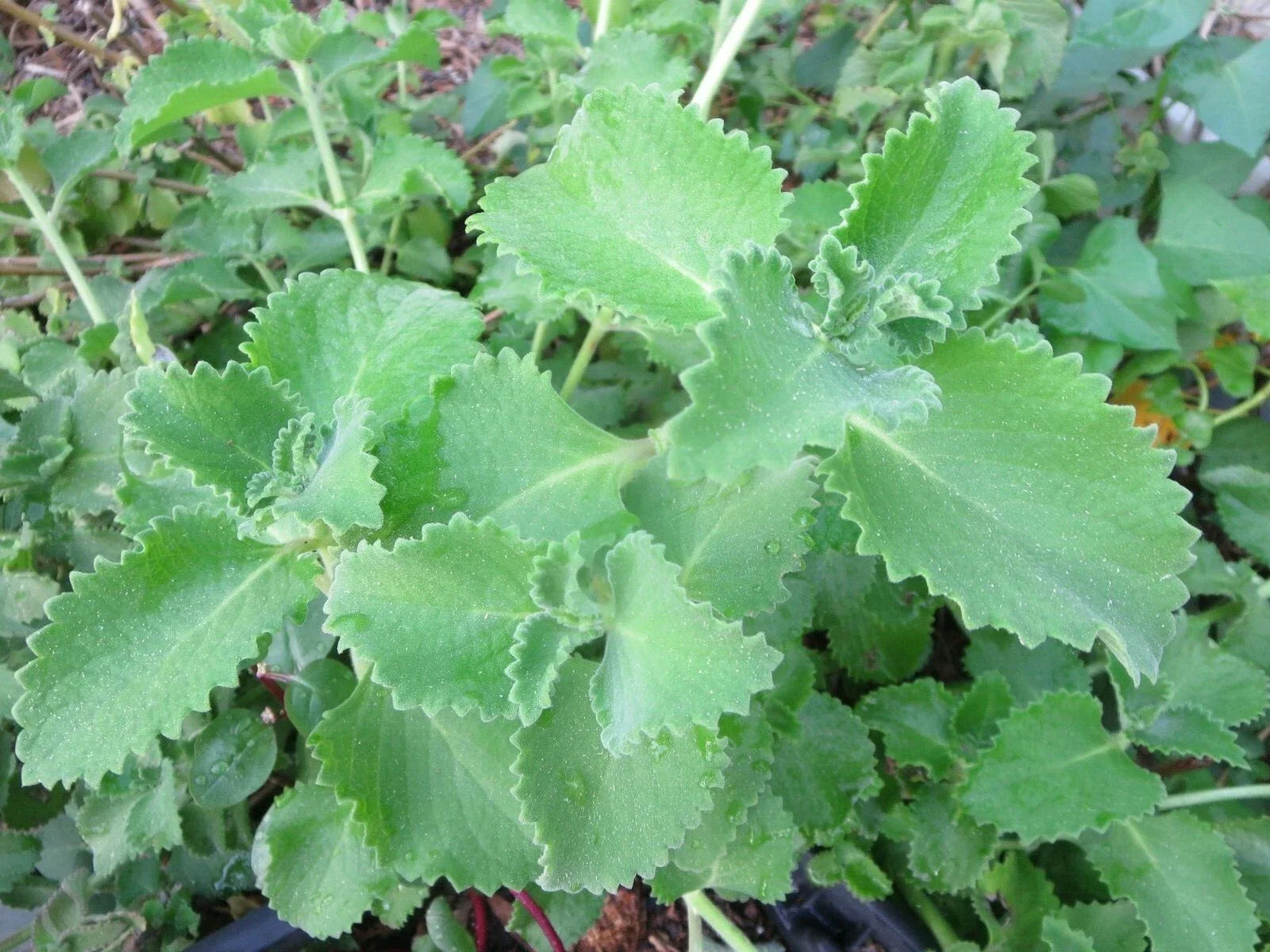 Cuban Oregano Cuttings - 6 Live Unrooted Herb Plants - Plectranthus amboinicus - Edible Aromatic Herb for Cooking