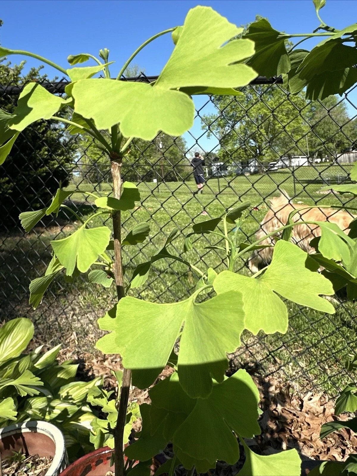 Live Ginkgo Tree Seedling - Small Ginkgo biloba for Yard, Patio, Gift | Deciduous Fan-Shaped Leaves