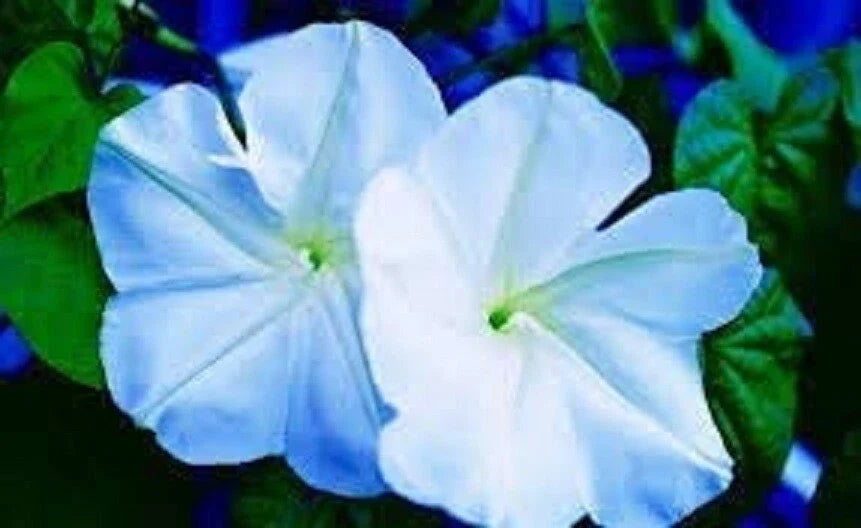 Moonflower Seeds 50 Count Night-Blooming Climbing Vine Ipomoea alba Reflects Moonlight
