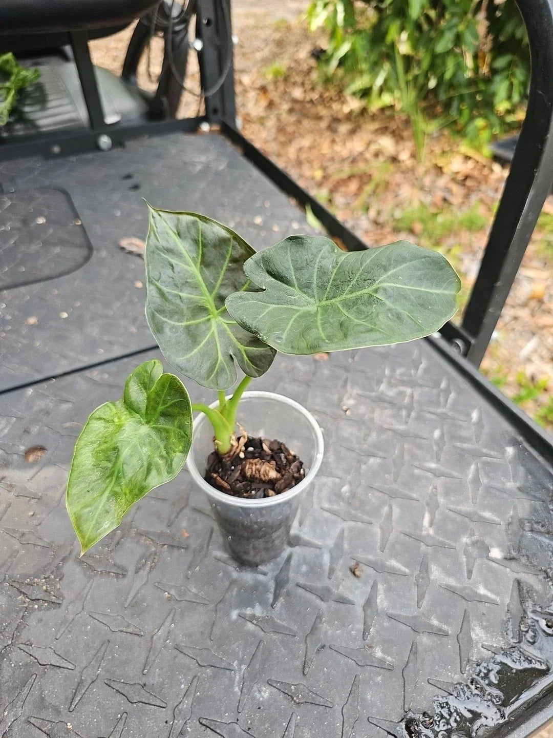 Alocasia Regal Shields Houseplant - 3" Pot Elephant Ear Tropical Indoor Plant