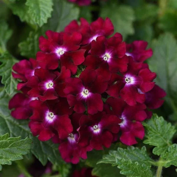 Magenta Verbena Seeds - Perennial Flower Seeds for Spring Blooms - Verbena bonariensis - Attracts Pollinators, Drought-Resistant, USA Grown
