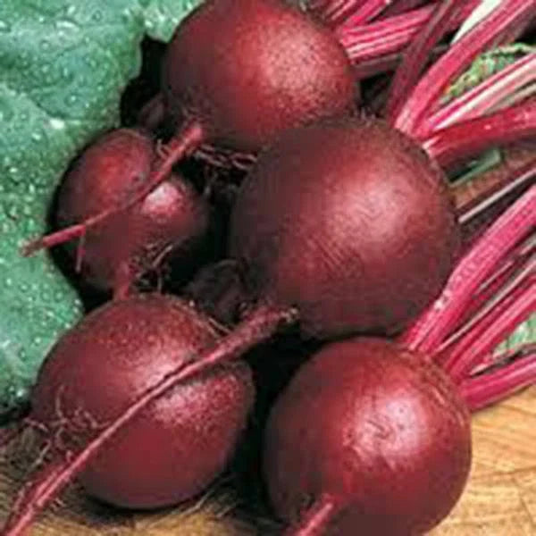 Ruby Queen Beet Seeds Heirloom Non-GMO 100+ Dark Red Sweet Beets