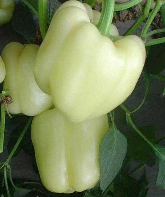 White Bell Pepper Seeds - 30+ Rare Sweet Culinary Capsicum annuum Seeds