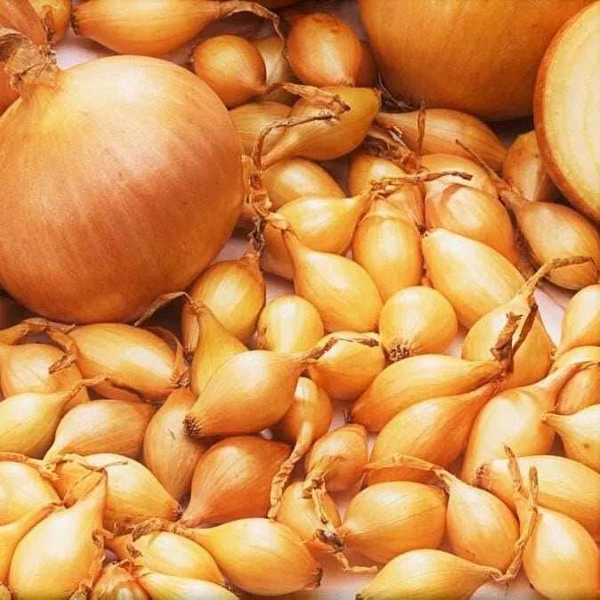 Spanish Globe Onion Sets for Planting - 100 Bulbs - Allium cepa - Easy Grow, Large Globe-Shaped Onions