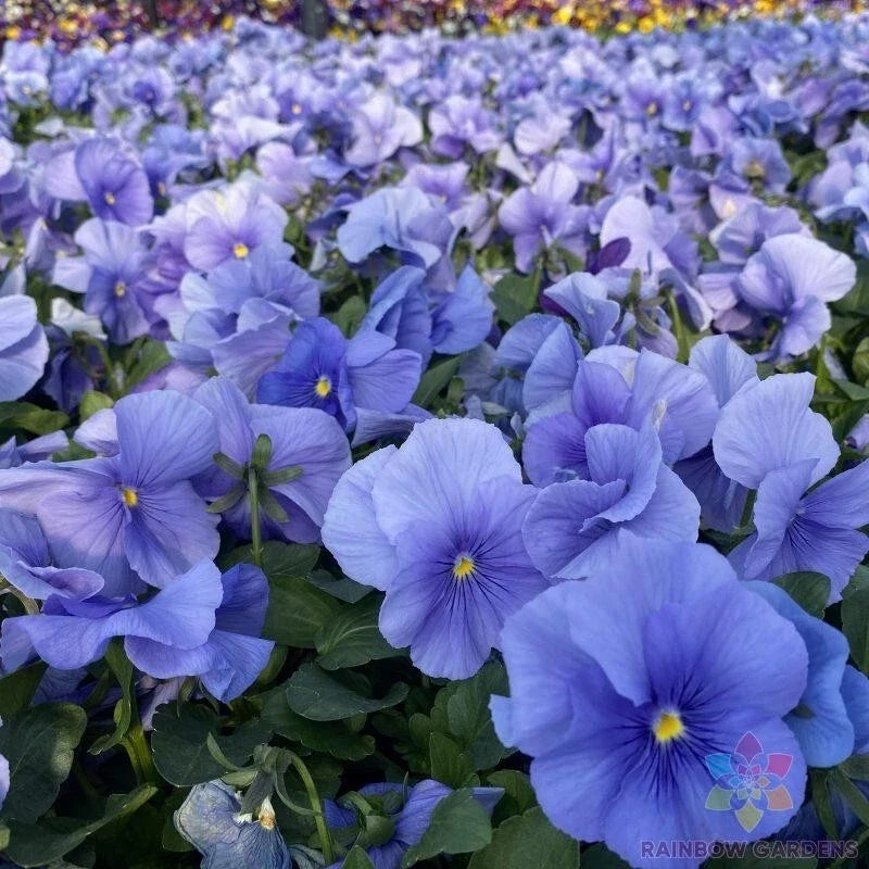 Matrix True Blue Pansy Seeds - Viola tricolor var. hortensis - Garden Flower Seeds for Containers & Beds - USA Grown