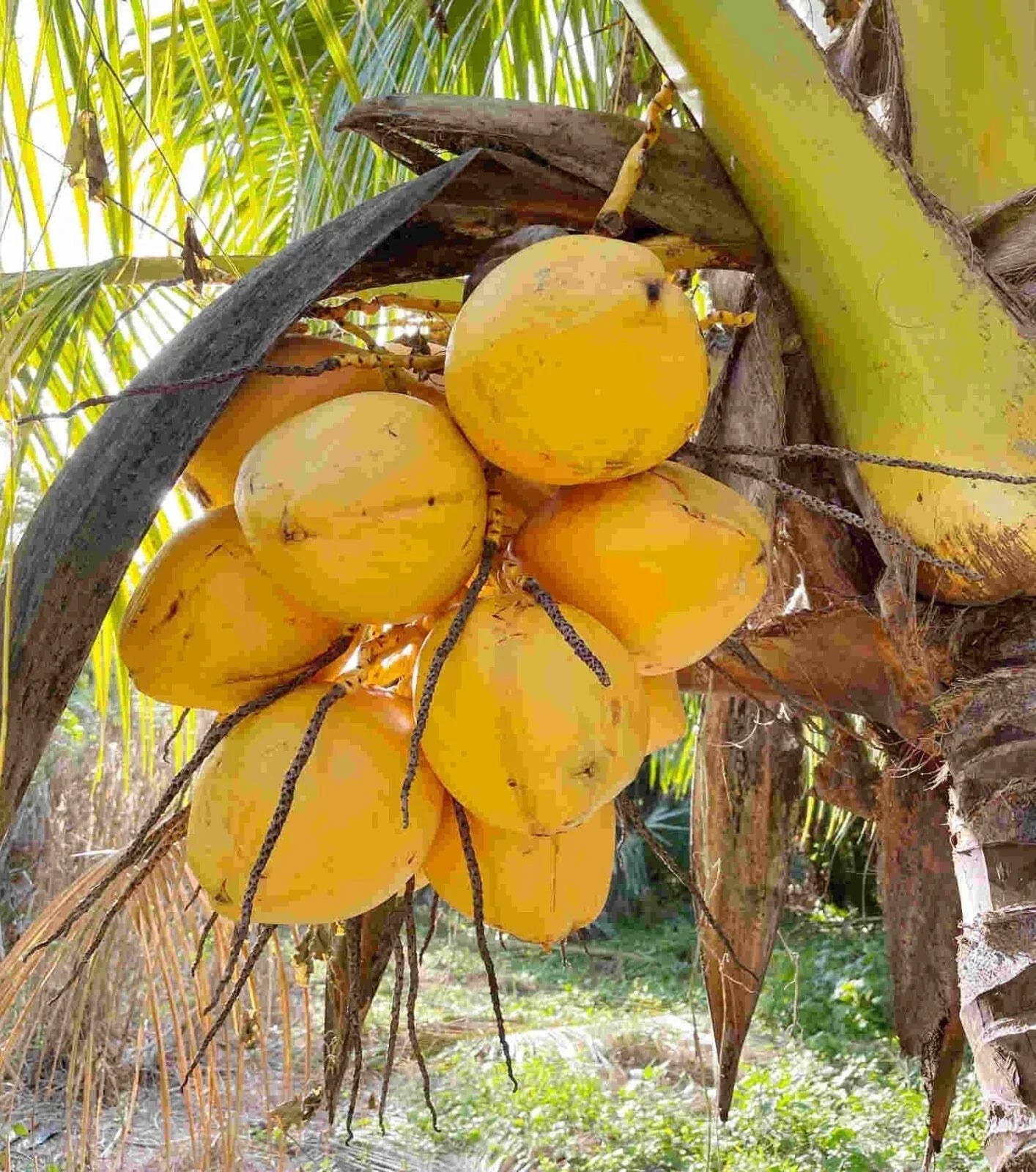 Set of 3 Sprouted Yellow Dwarf Coconut Trees 6–8" – Rare Live Costa Rican Plants