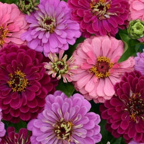 Zinnia Seeds - 100+ Art Deco Mix - Colorful Flower Seeds for Garden, Border & Container Planting - Zinnia elegans