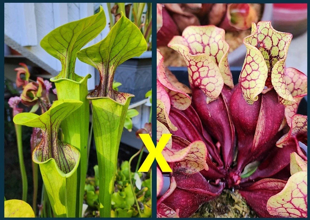 Sarracenia Seeds Oreophila Ornata Purple Throat x Purpurea Belly of Blood - Carnivorous Plant Seeds for Garden