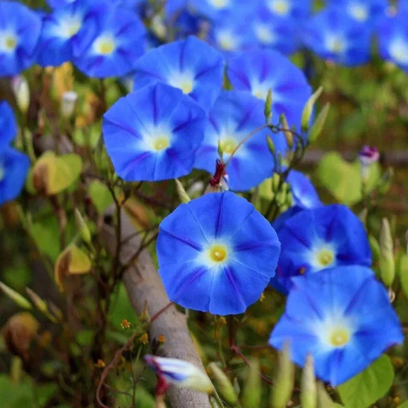 Heavenly Blue Morning Glory Seeds – Organic Ipomoea tricolor Climbing Vine Pack of 50 Seeds – Vibrant Blue Flowers, USA Grown