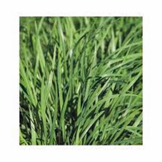Chive Seeds 100 Count - Heirloom Allium schoenoprasum Herb for Culinary Gardens & Indoor Growing