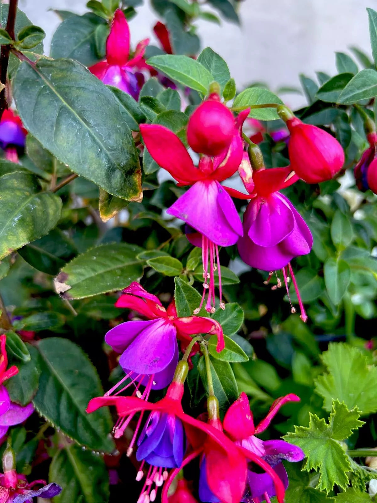 Blue Eyes Fuchsia Live Plant - 6-8 Inches Tall, Well-Rooted in 3" Pot
