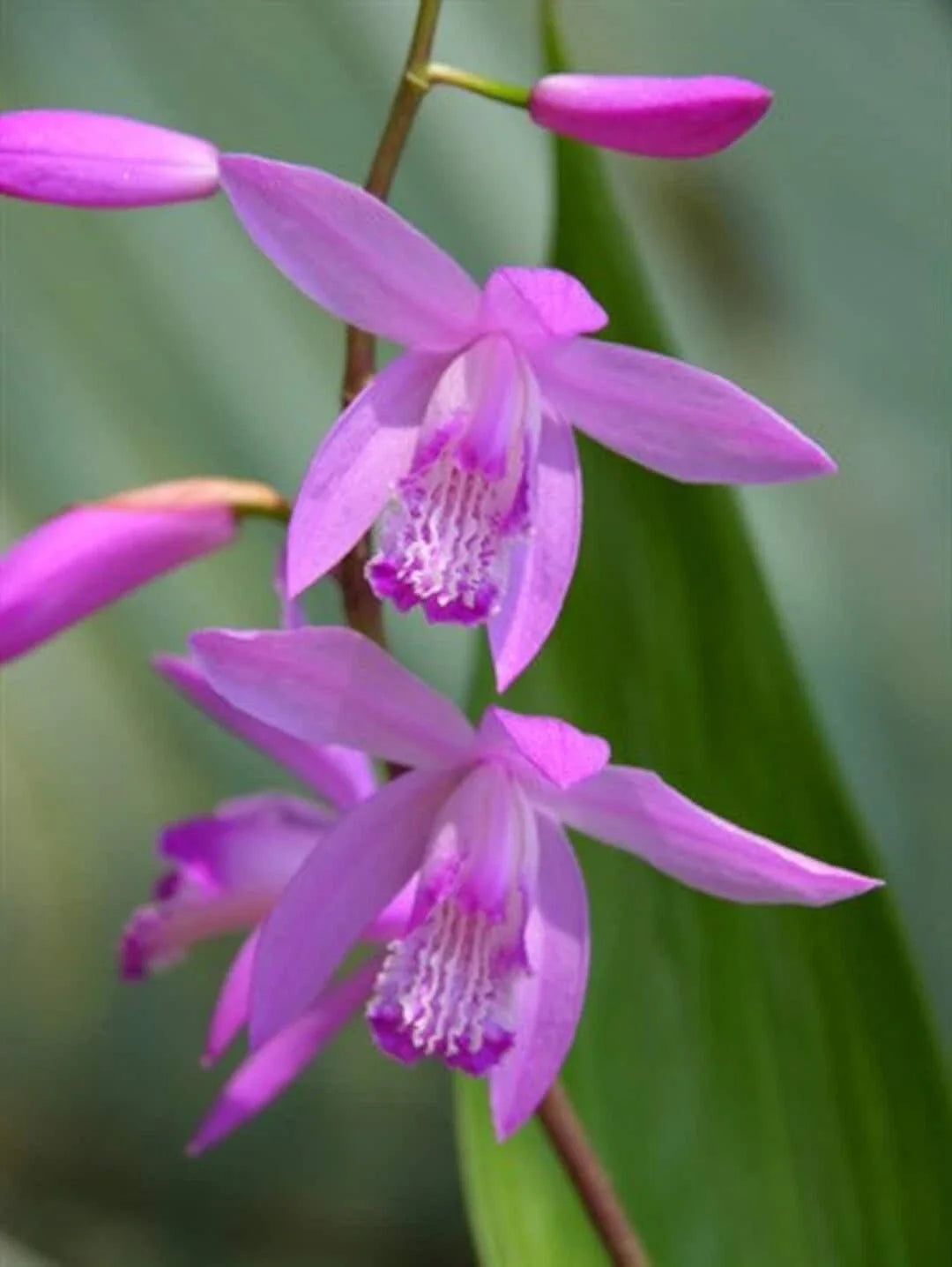 Bletilla striata Hardy Ground Orchid Live Starter Plant - Perennial Orchid for Garden, Lavender Flowers