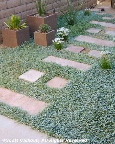 Dichondra Repens Seeds - 1000 Count Evergreen Ground Cover for Lawn, Erosion Control, Drought Tolerant, Jocad Variety