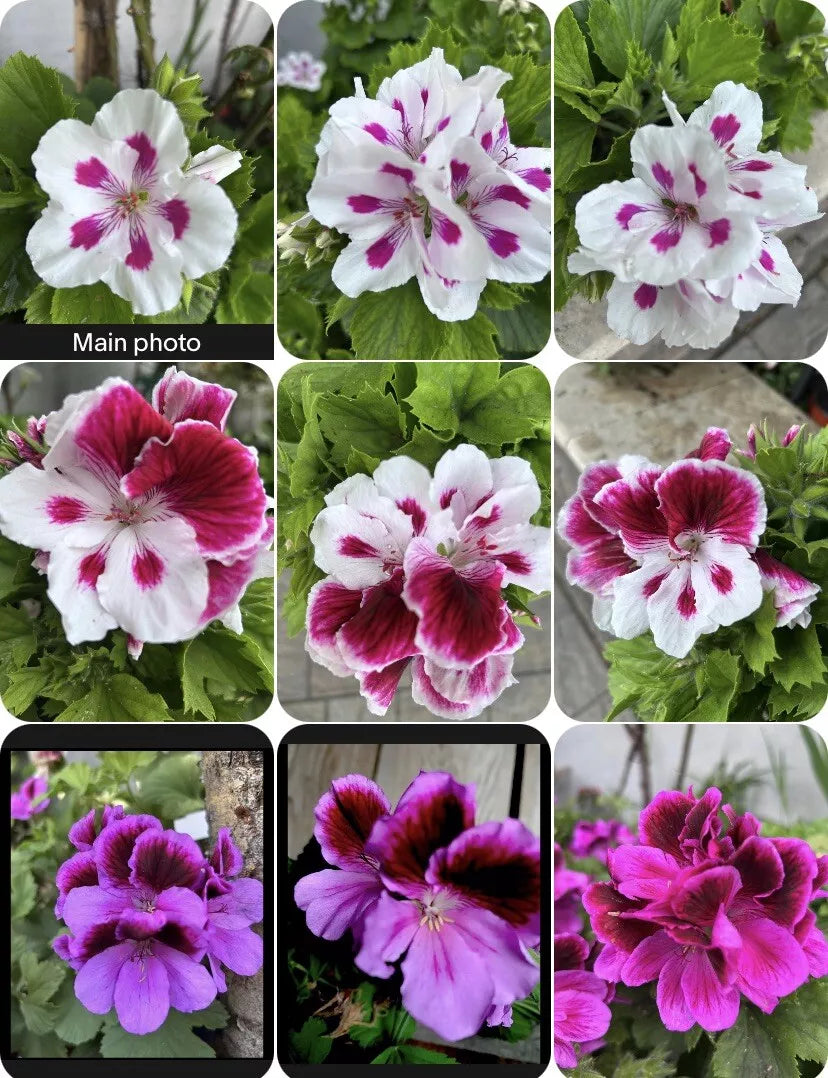 Live Geranium Plants Variety Set in 3” Pots - Pelargonium, 8-10” Tall