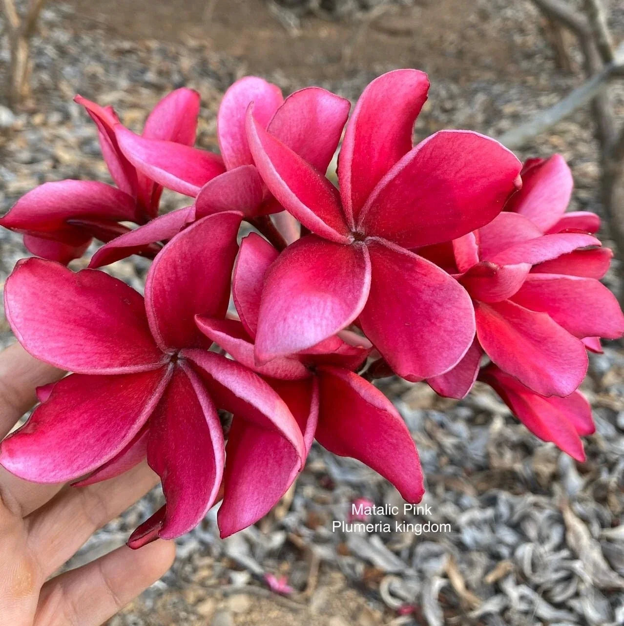 Bright Pink Plumeria Seeds - Hawaiian Flower Lei Perennial Bloom - Plumeria rubra Seeds for Garden & Landscaping