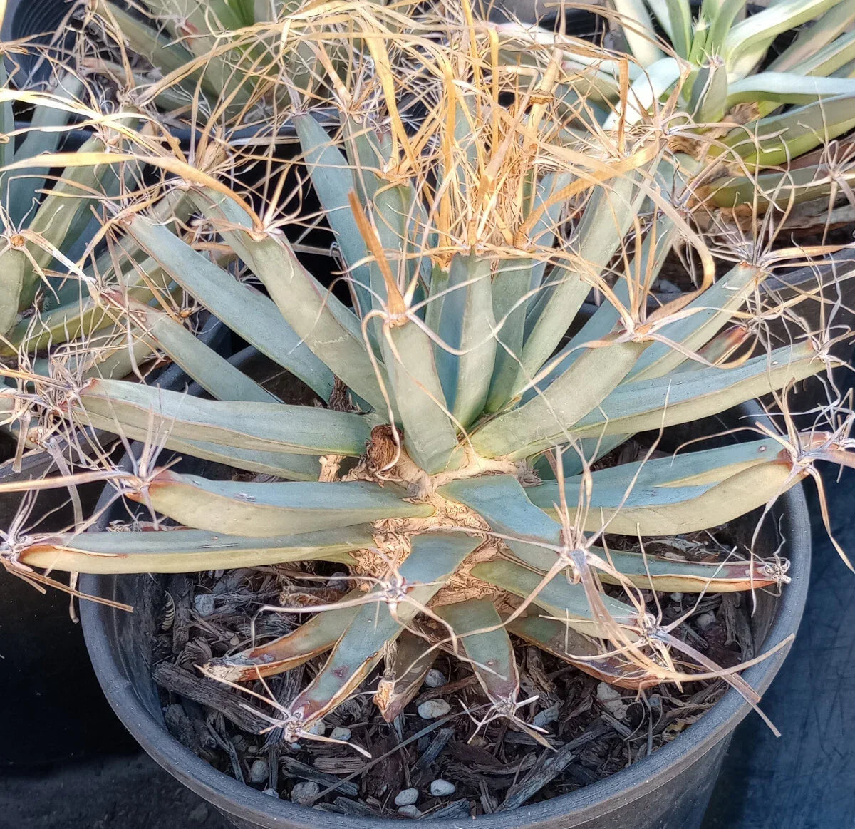 Leuchtenbergia principis Agave Cactus Plant with Long Paper Spines - Unique Succulent Decor
